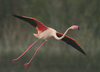 Greater Flamingo - Photo (c) Agustín Povedano, some rights reserved (CC BY-NC-SA)