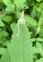 Liriomyza carphephori