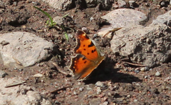 Polygonia egea undina