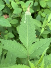 Liriomyza carphephori