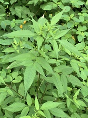 Liriomyza carphephori