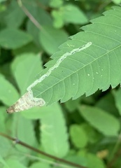 Liriomyza carphephori
