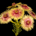 Verticordia grandiflora - Photo (c) Kevin Thiele, alguns direitos reservados (CC BY)