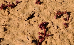 Crassula natans