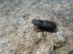 Dorcus parallelipipedus
