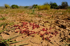 Crassula natans