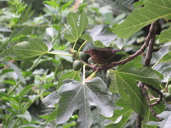 Turdus merula