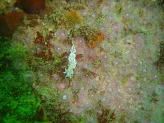 Phyllodesmium horridum