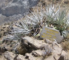 Puya densiflora