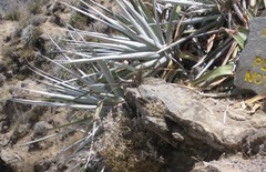 Puya densiflora
