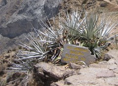Puya densiflora