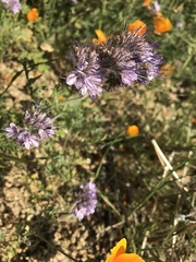Phacelia tanacetifolia