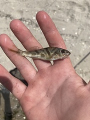Menticirrhus saxatilis