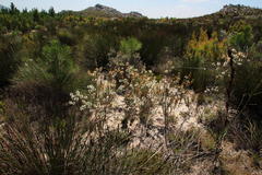 Erica viscaria pendula
