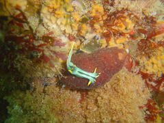 Polycera capensis