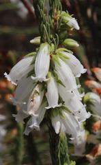 Erica viscaria pendula