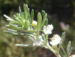 Teucrium africanum