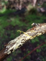 Hydnophlebia