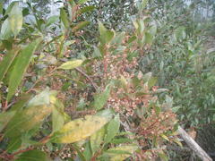 Pterocelastrus rostratus