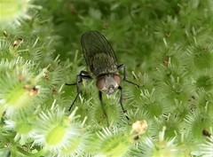 Polleniidae