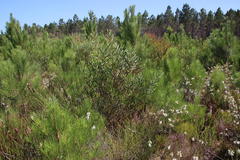 Erica viscaria pendula