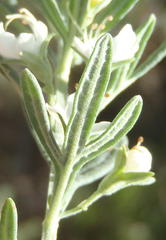 Teucrium africanum