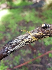 Hydnophlebia