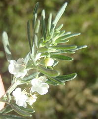 Teucrium africanum