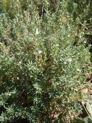 Teucrium africanum