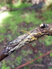 Hydnophlebia