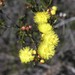 Verticordia chrysanthella - Photo (c) 
Ian McMaster, algunos derechos reservados (CC BY)
