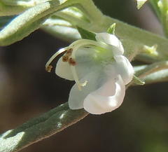 Teucrium africanum