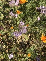 Phacelia tanacetifolia