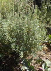 Teucrium africanum