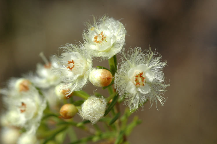 Tree Featherflower