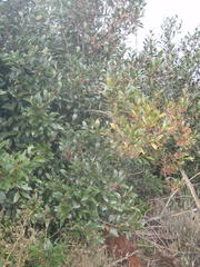 Pterocelastrus rostratus