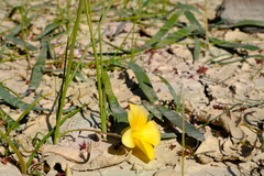 Romulea flava