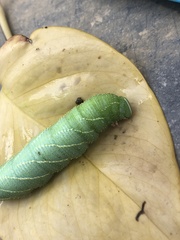 Marumba dyras