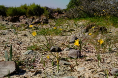 Romulea flava