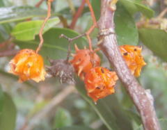 Pterocelastrus rostratus