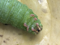 Marumba dyras