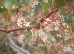 Pterocelastrus rostratus