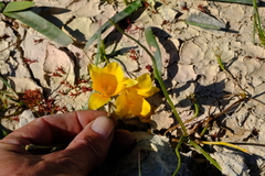 Romulea flava