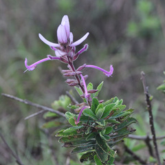 Syncolostemon comosus