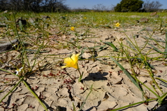 Romulea flava