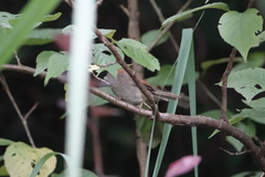 Sinosuthora alphonsiana