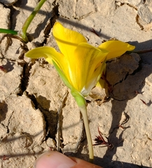 Romulea flava