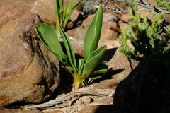 Pelargonium radicatum