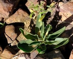 Pelargonium radicatum