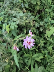 Persicaria hastatosagittata